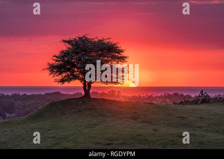 Sonnenaufgang über dem Meer hinter ein einsamer Baum auf einem Hügel in einer schöne pastorale Landschaft. Osterlen, Skane, Schweden. Skandinavien. Stockfoto