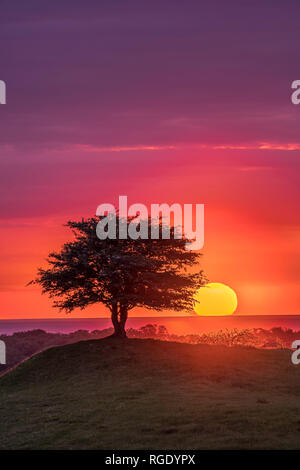 Sonnenaufgang über dem Meer hinter ein einsamer Baum auf einem Hügel in einer schöne pastorale Landschaft. Osterlen, Skane, Schweden. Skandinavien. Stockfoto