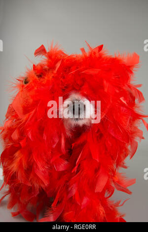 Lustig HUND IN MARDI GRAS ODER KARNEVAL RED FEATHER BOA. Isolierte STUDIO SHOT vor grauem Hintergrund. Stockfoto