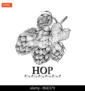 Bier Hopfen Vector Illustration in Gravur Stil auf Schwarz und Weiß Stock Vektor
