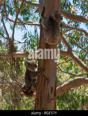 Wild Koala Familie mit dem Mann Frau und Baby Koalas auf einem Eukalyptusbaum auf Kangaroo Island in SA Australien Stockfoto