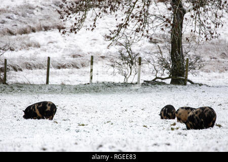 Flintshire, North Wales, 29. Januar 2019. UK Wetter: Viele Bereiche sehen Schnee fallen in den kommenden Tagen mit Flintshire ein Bereich mit dem schneefall von Westen nach getroffen werden wie die Schweine durch den Schnee im Dorf von moel-y entdeckt Riechen - Crio, Flintshire © DGDImages/AlamyLiveNews Stockfoto