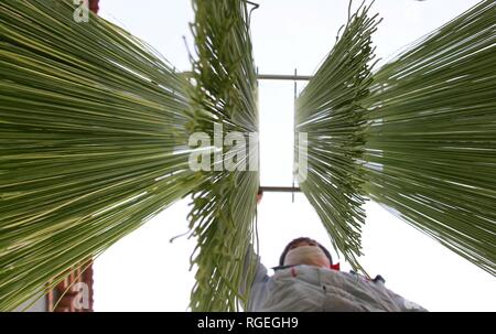 Binzhou, der chinesischen Provinz Shandong. 29 Jan, 2019. Ein Mitarbeiter lüftet farbigen Nudeln auf einem Workshop in Binzhou, der ostchinesischen Provinz Shandong, Jan. 29, 2019. Diese Nudeln werden natürlich mit Gemüse oder Früchte wie Karotten, Spinat und Drachenfrucht gefärbt. Credit: Zhang Chunfeng/Xinhua/Alamy leben Nachrichten Stockfoto