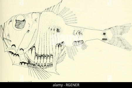 . Bulletin des Museums für Vergleichende Zoologie an der Harvard College. Zoologie. Marine Hatchetfishes • Baird 43. Â Bild 28. Argyropelecus hemlgymnus; R/V-KETTE, Kreuzfahrt 60; Station 1299; SL 30 mm. 604; Handrick, 1901: System, Licht Organe); 1 (Anatomie, nervös Collett, 1903: 108; 1905: 170 Ledenfeld (Organe); Braner, Regan, 1908: 218; (Lai^ vae, Abb.); Ziig - und Byrne, 1913: 21 1906: 106 (Larven, Abb.) Ehrenbaum, 1909: 357 Mayer, 1911: 52; Holt (Larven, Abb.); Jespersen, 1915: 6; Jespersen und Taning, 1919: 220 (LAI-vae, augenmuskeln): Nusbaum-Hilarowicz, 1923: 10 (Anatomie): Barnard, 1925: Stockfoto