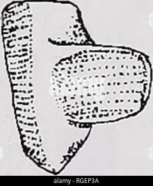 . Bulletin des Museums für Vergleichende Zoologie an der Harvard College. Zoologie; Zoologie. B. Bitte beachten Sie, dass diese Bilder sind von der gescannten Seite Bilder, die digital für die Lesbarkeit verbessert haben mögen - Färbung und Aussehen dieser Abbildungen können nicht perfekt dem Original ähneln. extrahiert. Harvard University. Museum für Vergleichende Zoologie. Cambridge, Mass.: Das Museum Stockfoto
