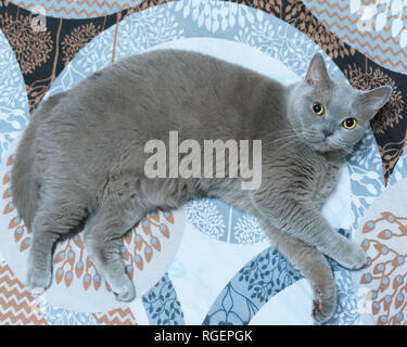 Niedliche graue Katze im Bett lag, flauschige Pet bequem setzte sich nieder, um zu schlafen. Gemütliche Home Hintergrund mit einem lustigen pet. Stockfoto