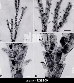 . Bulletin des Museums für Vergleichende Zoologie an der Harvard College. Zoologie; Zoologie. 190 Bulletin Museum für Vergleichende Zoologie, Vol. 159, Nr. 3. Abbildung 5. Bugula minima. Muster von Dar-es-Salaam, Tansania, Afrika, Indischer Ozean. NHM 1939.4. 18.2. Licht Schliffbild der ganze Berg auf Folie. A. Teil der Verzweigung Kolonie Fragment. Maßstab = 1 mm. B. in der Nähe von Ästen, die kleinen und großen avicularia; Hinweis Bügelfalte sway-backed Form und dunkel pigmentiert Schnabel Tipp. Scale Bar = 500 | xm. C. in der Filiale gesehen von der Rückseite, zeigen zooids, einem ovicell und drei avicularia. Scale Bar = 100 | xm. Stockfoto
