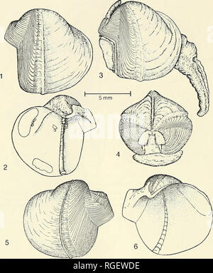 . Bulletin des Museums für Vergleichende Zoologie an der Harvard College. Zoologie. 296 Bulletin Museum für Vergleichende Zoologie, Vol. 157, Nr. 4. Platte 27. Xylophaga mexicana Dall. Die Ziffern 1-4. Exemplare von "Replikation reef, "Santa Monica Bay, Kalifornien. Abbildungen 1, 2. Die äußeren und inneren Blick auf das linke Ventil der Probe in der Nähe des Holotypus. Abbildung 3. Seitliche Ansicht der gesamten Proben mit überhöhten mesoplax und Siphons. Abbildung 4. Die dorsalen Ansicht der gesamten Proben mit mesoplax und erweitert. Die Abbildungen 5, 6. Die äußeren und inneren Blick auf das rechte Ventil des Holotypus (Turner, 1955, Pi. 90).. Stockfoto