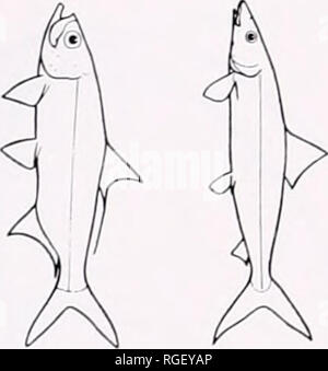 . Bulletin des Museums für Vergleichende Zoologie an der Harvard College. Zoologie. 128 Bulletin Museum von Coutpardtive Zoologie, Vol. 150, Nr. 3. Bitte beachten Sie, dass diese Bilder sind von der gescannten Seite Bilder, die digital für die Lesbarkeit verbessert haben mögen - Färbung und Aussehen dieser Abbildungen können nicht perfekt dem Original ähneln. extrahiert. Harvard University. Museum für Vergleichende Zoologie. Cambridge, Mass.: Das Museum Stockfoto