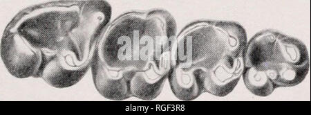 . Bulletin des Museums für Vergleichende Zoologie an der Harvard College. Zoologie. 0^J. Bitte beachten Sie, dass diese Bilder sind von der gescannten Seite Bilder, die digital für die Lesbarkeit verbessert haben mögen - Färbung und Aussehen dieser Abbildungen können nicht perfekt dem Original ähneln. extrahiert. Harvard University. Museum für Vergleichende Zoologie. Cambridge, Mass.: Das Museum Stockfoto