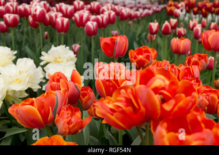 Herrliche Blumen in voller Blüte an der Keukenhof in den Niederlanden. Stockfoto