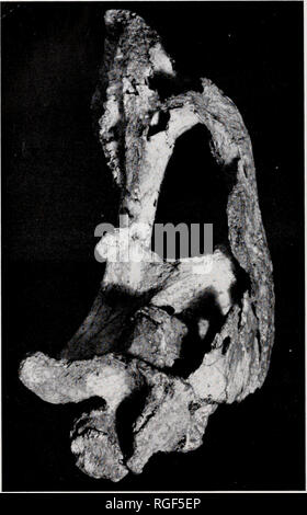 . Bulletin des Museums für Vergleichende Zoologie an der Harvard College. Zoologie. 2. Portland Schädel. British Museum R 2914. Links laterale Ansicht. (Mit freundlicher Genehmigung der British Museum). Bitte beachten Sie, dass diese Bilder sind von der gescannten Seite Bilder, die digital für die Lesbarkeit verbessert haben mögen - Färbung und Aussehen dieser Abbildungen können nicht perfekt dem Original ähneln. extrahiert. Harvard University. Museum für Vergleichende Zoologie. Cambridge, Mass.: Das Museum Stockfoto