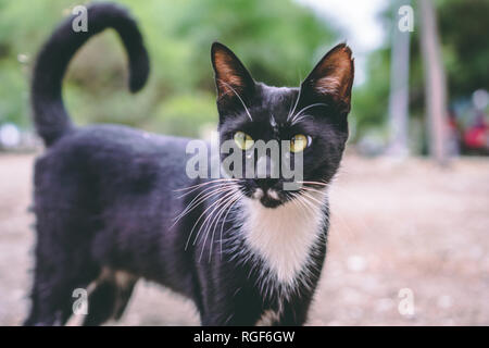 Schwarze Katze mit Schwanz auf. In der Nähe Bild von schwarze Katze mit weißen Brust. Stockfoto