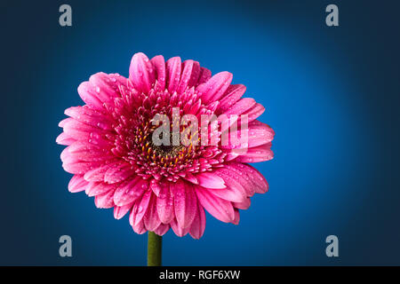 Closeup Schuß von Rosa Gerbera mit Tropfen gegen dunkelblauen Hintergrund. Stockfoto