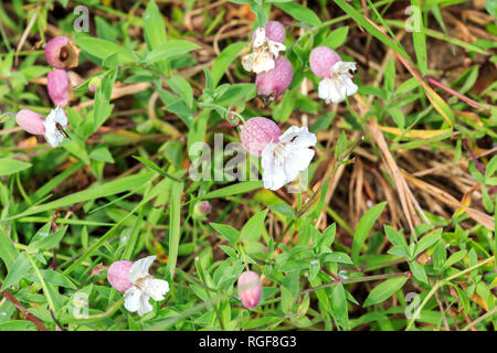 Close up Blase Campion Blumen in Schottland Stockfoto