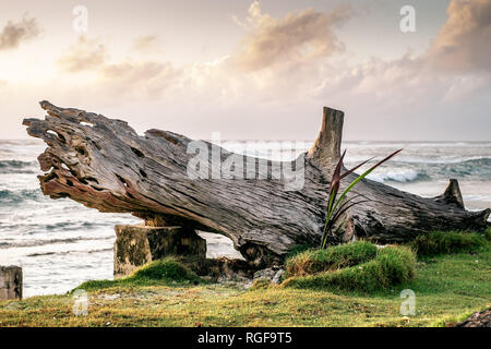 Ein Baumstamm in Insel San Andrés, Kolumbien Strände. Stockfoto