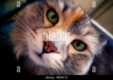 Porträt, Nahaufnahme, einer Sibirischen Katze. Stockfoto