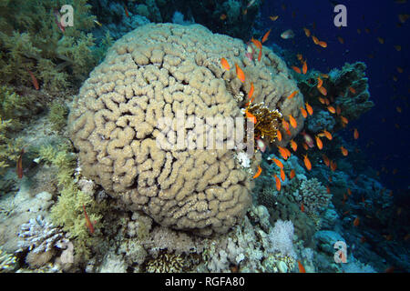 Bubble Korallen im Roten Meer Stockfoto