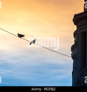 Tauben auf einer Stromleitung in der grossen Stadt im Licht der untergehenden Sonne Stockfoto