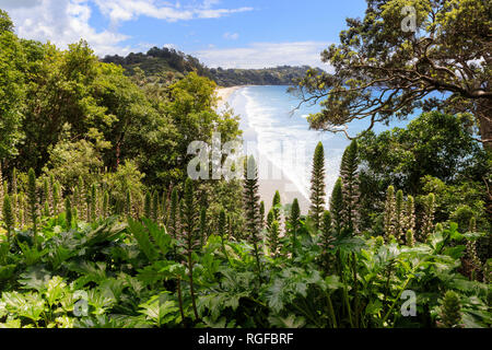 Oneroa Strand, Waiheke Island, mit akanthus (Acanthus Mollis) und Native Bush im Vordergrund. Stockfoto