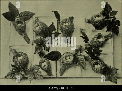 . Bulletin der Michigan Ornithologischen Verein. Michigan Ornithologischen Verein; Vögel. 84 Bulletin der Michigan Ornithologischen Verein Regen und für ein Stück Holz über eine viertel Meile, entfernt. Nun, ich sah eine Menge Vögel, die mich interessieren, gefunden zwei Nester der Rot-Eva. Eine der Gelben-throated Vireo und eines der Scarlet Tanager, wenn eine vertraute Brummen mein Ohr gefangen. Und ich sah mein Hummer Nest nur über meinen Kopf. In zwei Minuten hatte ich die Eier vorsichtig verpackt und in meinem Col-. Nest und Eiern der Ruby-Throated Summenvogel ausgewählt aus einer Serie in der Sammlung von J. Krieg Stockfoto