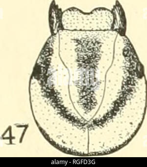 . Bulletin der Lloyd Bibliothek für Botanik, Pharmazie und Materia Medica. Botanik; Apotheke; Entomologie; Pilze. LIMNOPHILID^. Glyphot^ lius Hostilis. Lebensraum.- ausgewachsenen Larven nicht selten im Herbst 1919 in die Bucht und Pools über die Field Station. Während der vorhergehenden Sommern ein paar Larven wurden in der gleichen Lokalität, aber. . . 48. Bitte beachten Sie, dass diese Bilder sind von der gescannten Seite Bilder, die digital für die Lesbarkeit verbessert haben mögen - Färbung und Aussehen dieser Abbildungen können nicht perfekt dem Original ähneln. extrahiert. Lloyd Bibliothek und Museum; Lloyd Li Stockfoto