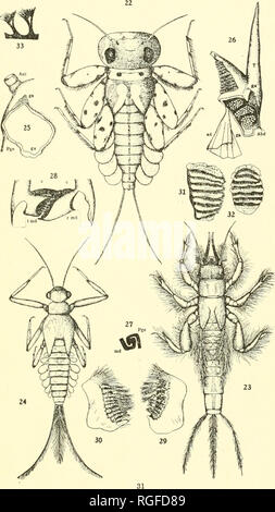 . Bulletin der Lloyd Bibliothek für Botanik, Pharmazie und Materia Medica. Botanik; Apotheke; Entomologie; Pilze. Platte D. Bitte beachten Sie, dass diese Bilder sind von der gescannten Seite Bilder, die digital für die Lesbarkeit verbessert haben mögen - Färbung und Aussehen dieser Abbildungen können nicht perfekt dem Original ähneln. extrahiert. Lloyd Bibliothek und Museum; Lloyd Bibliothek für Botanik, Pharmazie und Materia Medica. Cincinnati, die Lloyd Bibliothek und Museum Stockfoto