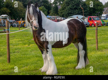 Pferd gewohnt Zeigen Stockfoto