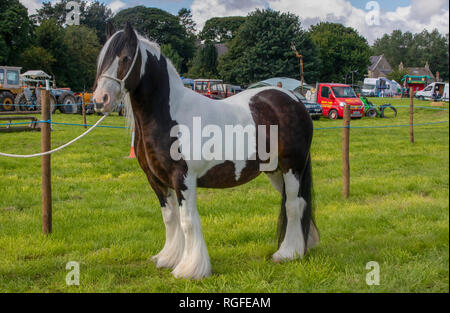 Pferd gewohnt Zeigen Stockfoto