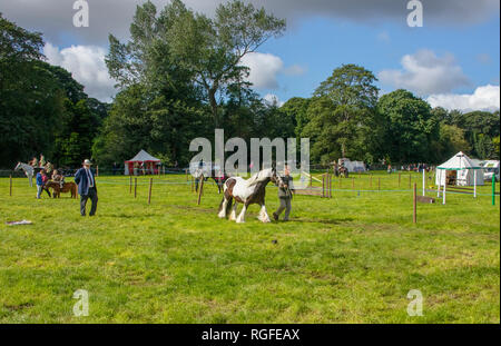 Pferd gewohnt Zeigen Stockfoto