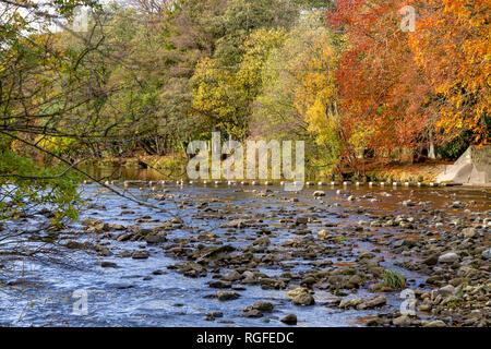 Fluss im Stanhope in gewohnt County Durham im Herbst tragen Stockfoto