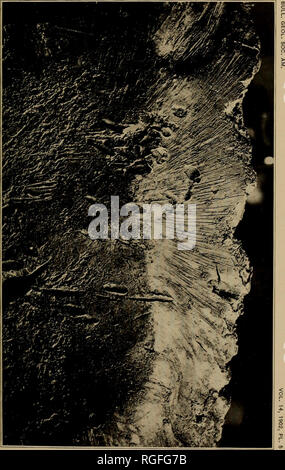 . Bulletin der geologischen Gesellschaft von Amerika. Geologie. . Bitte beachten Sie, dass diese Bilder sind von der gescannten Seite Bilder, die digital für die Lesbarkeit verbessert haben mögen - Färbung und Aussehen dieser Abbildungen können nicht perfekt dem Original ähneln. extrahiert. Geologische Gesellschaft von Amerika. [New York: Die Gesellschaft] Stockfoto