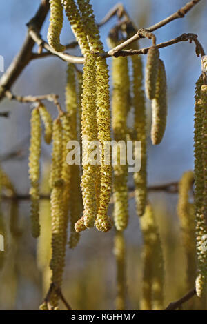 Männliche Kätzchen auf einer gemeinsamen Hasel Corylus avellana Baum Latein von der Birke oder der Familie der Betulaceae Frucht ist die Haselnuss im Winter in Colfiorito Italien Stockfoto