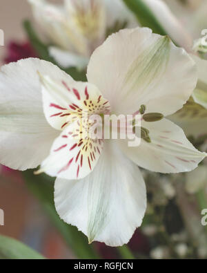 Single Nahaufnahme eines Alstroemeria blühen. Verschwommenen Hintergrund. Stockfoto