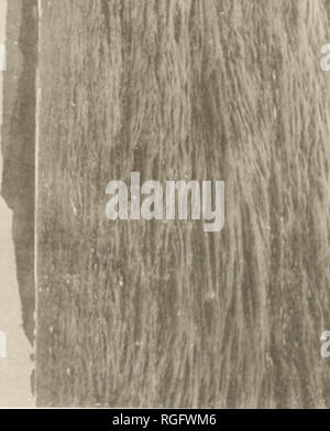 . Bulletin des Museums für Vergleichende Zoologie an der Harvard College. Zoologie. &Lt;m. d. Bitte beachten Sie, dass diese Bilder sind von der gescannten Seite Bilder, die digital für die Lesbarkeit verbessert haben mögen - Färbung und Aussehen dieser Abbildungen können nicht perfekt dem Original ähneln. extrahiert. Harvard University. Museum für Vergleichende Zoologie. Cambridge, Mass.: Das Museum Stockfoto