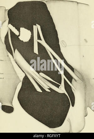 . Bulletin des Museums für Vergleichende Zoologie an der Harvard College. Zoologie; Zoologie. Rasse - Muskel Metamorphose. Flx. al. mVthx. U2 extxox. mVthx. 3 Teller 2. rlx. Ext. al. /Cal. mVthx. /?' X. al. mVthx. 3-1^ fJ-ttg. mVthx. xt. U.a. mag. mVthx msfur. Flx. Cox. mVthx. 4. Atg.ab. l extern Al pa. mt' thx.. Bitte beachten Sie, dass diese Bilder sind von der gescannten Seite Bilder, die digital für die Lesbarkeit verbessert haben mögen - Färbung und Aussehen dieser Abbildungen können nicht perfekt dem Original ähneln. extrahiert. Harvard University. Museum für Vergleichende Zoologie. Cambridge, Mass.: Das Museum Stockfoto