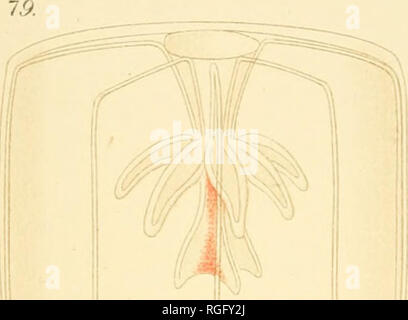 . Bulletin des Museums für Vergleichende Zoologie an der Harvard College. Zoologie. TORTUGAS Medusae. Platte 25.. "^^-L S-I-w'^r Â" 9 / - * Sf. Bitte beachten Sie, dass diese Bilder sind von der gescannten Seite Bilder, die digital für die Lesbarkeit verbessert haben mögen - Färbung und Aussehen dieser Abbildungen können nicht perfekt dem Original ähneln. extrahiert. Harvard University. Museum für Vergleichende Zoologie. Cambridge, Mass.: Das Museum Stockfoto