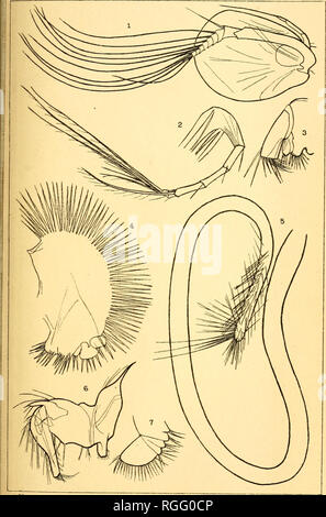 . Bulletin des Museums für Vergleichende Zoologie an der Harvard College. Zoologie. ALBATROSS EX. 1891. OSTRACODi PLATTE HI.. C:; H. Muller, del E Crisand, Lith., N'ewHaven, Ct. Bitte beachten Sie, dass diese Bilder sind von der gescannten Seite Bilder, die digital für die Lesbarkeit verbessert haben mögen - Färbung und Aussehen dieser Abbildungen können nicht perfekt dem Original ähneln. extrahiert. Harvard University. Museum für Vergleichende Zoologie. Cambridge, Mass.: Das Museum Stockfoto