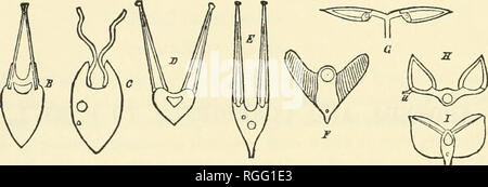 . Bulletin des Museums für Vergleichende Zoologie an der Harvard College. Zoologie. 434 BULLETIN DER. Schematische Skizze der verschiedenen Formen des Ctenidia in Muscheln. Die Länge der Fäden oder Lamellen in den ersten fünf Zahlen des Diagramms ist für die Bequemlichkeit unverhältnismäßig klein gemacht. A. Querschnitt von Gill von Dimya, zeigt große Blut - Schiff in den Stamm, und die Position der Filamente auf die stammzellen belegt. B. Querschnitt der Kieme in Amusium Dalli, die Fäden zu berühren, aber nicht organisch über United. C. in dem gleichen Bereich ectocomata, zeigt die tubuläre Filamente Anlage Stockfoto