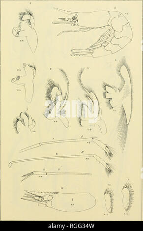 . Bulletin des Museums für Vergleichende Zoologie an der Harvard College. Zoologie. S. I. STrLith." Blake "Cru. Sta. CEA. Platte m. Emertori und. Smith aus der Natur. Phi. lG ich. iti..-E, C2 - {sar. d, WewKaveii. CT-IFERA EUiMIERSlA EN 5. FANDALUS ACANTHONOTUS.. Bitte beachten Sie, dass diese Bilder sind von der gescannten Seite Bilder, die digital für die Lesbarkeit verbessert haben mögen - Färbung und Aussehen dieser Abbildungen können nicht perfekt dem Original ähneln. extrahiert. Harvard University. Museum für Vergleichende Zoologie. Cambridge, Mass.: Das Museum Stockfoto