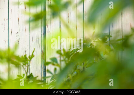 Helles Holz weiß shabby chic Wand von Panels, Hintergrund, gesehen, durch verschwommene frische grüne Blätter vor (Kopie) Stockfoto