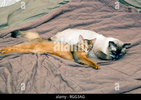 Erwachsene Katze und Kätzchen schlafend auf dem Bett Stockfoto