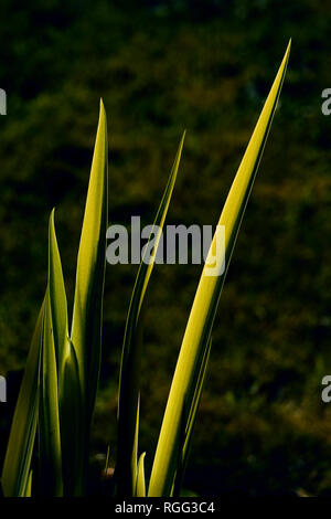 Lime Green Wasser iris Blätter detail gegen dunkle Grün aus Fokus Hintergrund Stockfoto