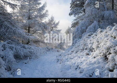 Pfad durch einen verschneiten Wald oberhalb Tintwistle in Derbyshire, England. Ein kalter Januar Vormittag. Stockfoto