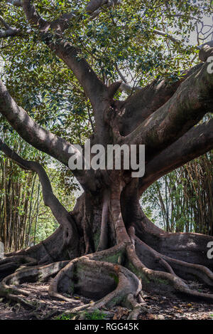 Die Moreton Bay Feigenbaum, Camperdown Friedhof, ein historischer Friedhof an der Church Street in Newtown Innere Vorstadt, Sydney, NSW, Australien Stockfoto