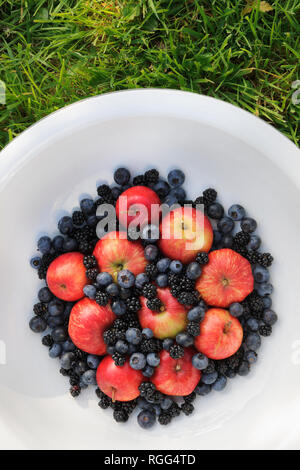 Äpfel, Brombeeren und Heidelbeeren in einem weißen Porzellan Schüssel. Home Obst aus dem Garten. Stockfoto