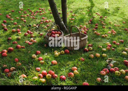 Windschlag Äpfel Äpfel im Gras unter dem Baum im Garten Obstgarten liegen. Tom Putt, ein Erbe, doppelten Zweck. Stockfoto