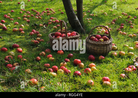 Windschlag Äpfel Äpfel im Gras unter dem Baum im Garten Obstgarten liegen. Tom Putt, ein Erbe, doppelten Zweck. Stockfoto