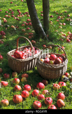 Windschlag Äpfel Äpfel im Gras unter dem Baum im Garten Obstgarten liegen. Tom Putt, ein Erbe, doppelten Zweck. Stockfoto