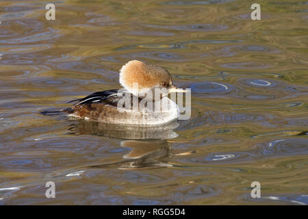 Eine weibliche Hooded Merganser bobbing über auf dem Wasser im slimbridge Wildlife und Feuchtgebiete Trust Center in Gloucestershire. Stockfoto